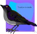 genus Turdus - type genus of the Turdidae