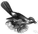 Garrulus - type genus of the Garrulinae: Old World jays