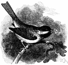 black-capped chickadee - chickadee having a dark crown