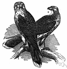 Falco tinnunculus - small Old World falcon that hovers in the air against a wind