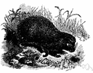 Erinaceus europaeus - small nocturnal Old World mammal covered with both hair and protective spines