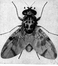 Mediterranean fruit fly - small black-and-white fly that damages citrus and other fruits by implanting eggs that hatch inside the fruit