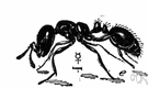 Monomorium minimum - tiny glossy black ant