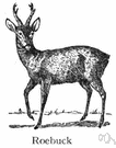 roebuck - male roe deer