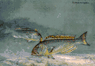 tilefish - yellow-spotted violet food fish of warm deep waters