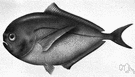 pomfret - deep-bodied sooty-black pelagic spiny-finned fish of the northern Atlantic and northern Pacific