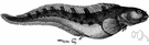 viviparous eelpout - an eelpout of northern Europe that is viviparous