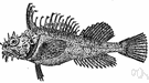 Hemitripterus americanus - large sculpin of western Atlantic