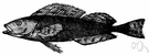 Hexagrammos - type genus of the Hexagrammidae