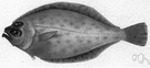 genus Citharichthys - a genus of Bothidae