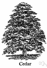 cedar tree - any of numerous trees of the family Cupressaceae that resemble cedars