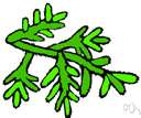 Microstrobos niphophilus - small shrub or Tasmania having short stiff branches