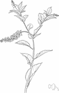 Pigeon berry - tall coarse perennial American herb having small white flowers followed by blackish-red berries on long drooping racemes