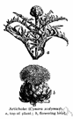 genus Cynara - artichoke