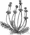 water gillyflower - a featherfoil of the eastern United States with submerged spongy inflated flower stalks and white flowers