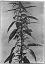 genus Urtica
