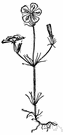 Linanthus dichotomus - small California annual with white flowers