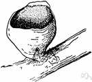 elf cup - apothecium of a fungus of the family Pezizaceae