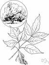 alkaline-loving - thriving in a relatively alkaline environment