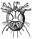 Sarcoptid - whitish mites that attack the skin of humans and other animals