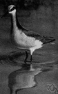 Wilson's phalarope - breeds on the northern great plains of Canada