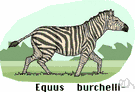 common zebra - of the plains of central and eastern Africa