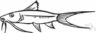 siluriform fish - any of numerous mostly freshwater bottom-living fishes of Eurasia and North America with barbels like whiskers around the mouth