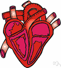 cardiovascular system - the organs and tissues involved in circulating blood and lymph through the body