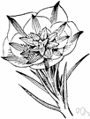 reproductive structure - the parts of a plant involved in its reproduction
