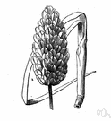 Phalaris canariensis - Canary Islands grass