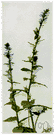 Lobelia inflata - North American wild lobelia having small blue flowers and inflated capsules formerly used as an antispasmodic