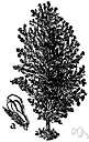 weaver's broom - tall thornless shrub having pale yellow flowers and flexible rushlike twigs used in basketry
