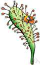 sundew plant