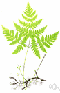 Dryopteris - large widespread genus of medium-sized terrestrial ferns
