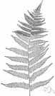 Deparia acrostichoides - fern with elongate silvery outgrowths enclosing the developing spores