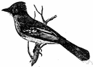 Tyrannidae - New World tyrant flycatchers most numerous in Central America and South America but also in the United States and Canada