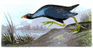 American gallinule - American purple gallinule