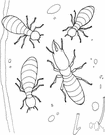 family Mastotermitidae - primitive termites