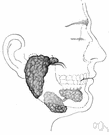 submandibular gland - a salivary gland inside the lower jaw on either side that produces most of the nocturnal saliva