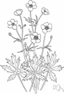 Ranunculus acris - perennial European buttercup with yellow spring flowers widely naturalized especially in eastern North America
