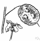 Lunaria - small genus of European herbs: honesty