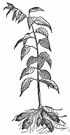 Jerusalem artichoke sunflower - tall perennial with hairy stems and leaves