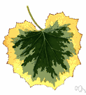 Tussilago farfara - perennial herb with large rounded leaves resembling a colt's foot and yellow flowers appearing before the leaves do