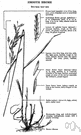 awnless bromegrass - drought-resistant perennial with awns lacking or very short and long creeping rhizomes