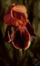 bearded iris - any of numerous wild or cultivated irises with hairlike structures on the falls (the drooping sepals)