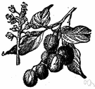 lichee - Chinese tree cultivated especially in Philippines and India for its edible fruit