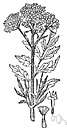 genus Valeriana - genus of widely distributed perennial herbs and some shrubs