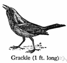 Gracula religiosa - glossy black Asiatic starling often taught to mimic speech