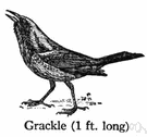Indian grackle - glossy black Asiatic starling often taught to mimic speech