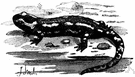 Salamandra atra - ovoviviparous amphibian of the Alps
